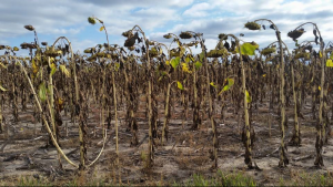 walking dead sunflowers