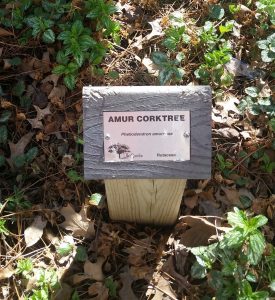 AmurCorkTreeSign