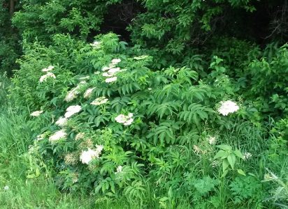 elderflower