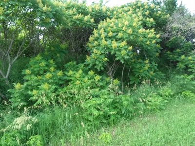 sumac flower