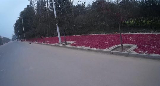 drying-chiles